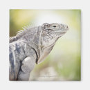 Recherche de iguane magnets Animaux