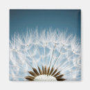 Recherche de fleur de pissenlit magnets Mauvaise herbe