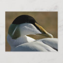 Recherche de eider cartes postales Canard