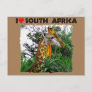 Zoek naar girafe briefkaarten Dier