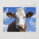 Recherche de vache bleue cartes postales Extérieur