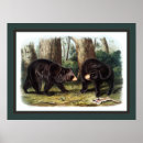Recherche de naturalistes posters Wildlife