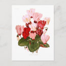 Recherche de cyclamen cartes postales Fleur