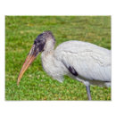 Recherche de cigogne posters Oiseau