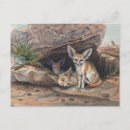 Recherche de renard fennec cartes postales Faune