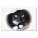 Zoek naar zwart witte katten kunst Tuxedo kat