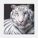Recherche de copie de grand chat Tigre