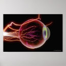 Recherche de oeil humain posters Partie