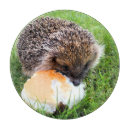 Recherche de hérisson planches à découper Animaux