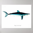 Recherche de requins posters Boy