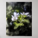 Zoek naar het van de appelbloesem posters Appelbloesems