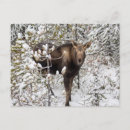 Recherche de animal cartes postales Faune animale