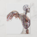 Recherche de système lymphatique posters Vaisseaux sanguins