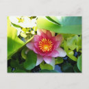 Recherche de étang de lis cartes postales Fleurs