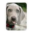 Recherche de drôles de chien magnets Dog