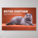 Recherche de de race de chat Félin
