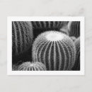 Zoek naar abstracte natuur briefkaarten Cactus