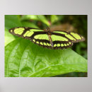 Zoek naar groene vlinder posters Natuur
