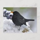 Zoek naar zwarte vogels briefkaarten Dier