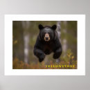 Recherche de bear posters Porter