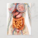 Recherche de digestif cartes postales Tractus gastro intestinal
