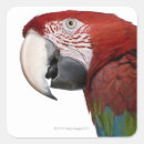 Recherche de oiseau rouge autocollants Photographie