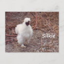 Recherche de silkie cartes postales Ferme