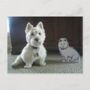 Recherche de westies cartes postales Terrier de l'ouest