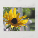 Recherche de susan cartes postales Nature
