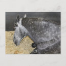 Recherche de percheron cartes postales Équin