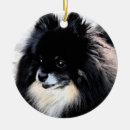 Zoek naar pomeranian ornamenten Hond