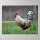 Recherche de poule de coq posters Nature