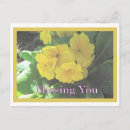 Recherche de bouquet rose cartes postales Plante