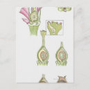 Recherche de production cartes postales Fertile