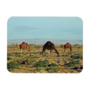 Zoek naar kamelen magneten Woestijn