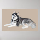 Recherche de husky posters Sibe