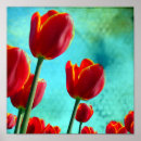 Recherche de tulipe rouge posters Photographie florale