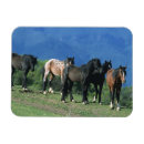 Recherche de mustang magnets Cheval
