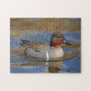 Recherche de étang puzzles Canard