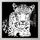 Recherche de léopard blanc posters Animaux