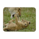 Recherche de lion de bébé magnets Mignon