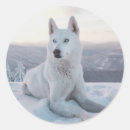 Recherche de malamute autocollants Chiot