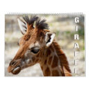 Zoek naar giraffen kalenders Schattig