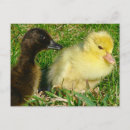 Recherche de de caneton cartes postales Canards