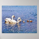 Zoek naar swans kunst Vogels