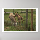 Zoek naar ezels fotografie Foto's