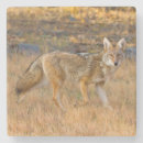 Recherche de latrans de canis Mammifère