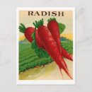 Recherche de radis cartes postales Jardin