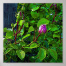 Recherche de boutons de rose posters Fleurs