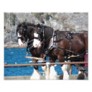 Recherche de cheval de travail posters Belge
